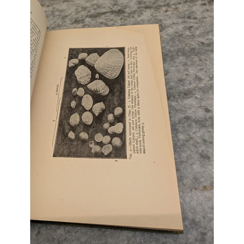 Library Of Valuable‎ Knowledge: Story Of Animal Life Hardcover Book